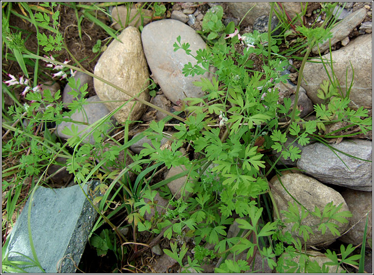 White Ramping-fumitory, Fumaria capreolata, Caman searraigh bn