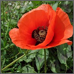 Common Poppy, Papaver rhoeas, Cailleach dhearg