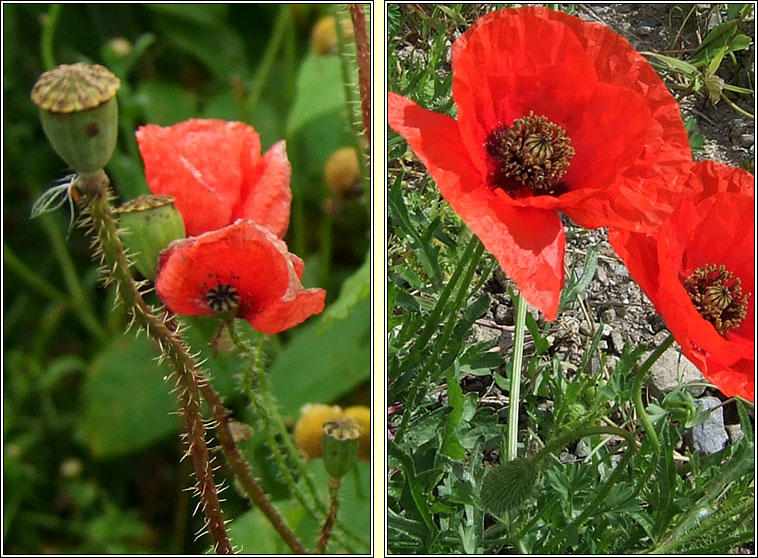 Common Poppy, Papaver rhoeas, Cailleach dhearg