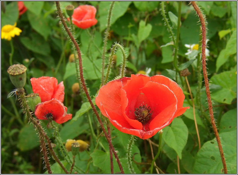 Common Poppy, Papaver rhoeas, Cailleach dhearg