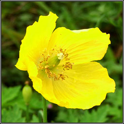 Welsh Poppy, Meconopsis cambrica, Poipn breatnach