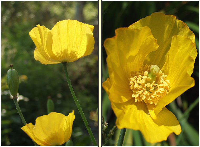 Welsh Poppy, Papaver cambricum, Poipn breatnach