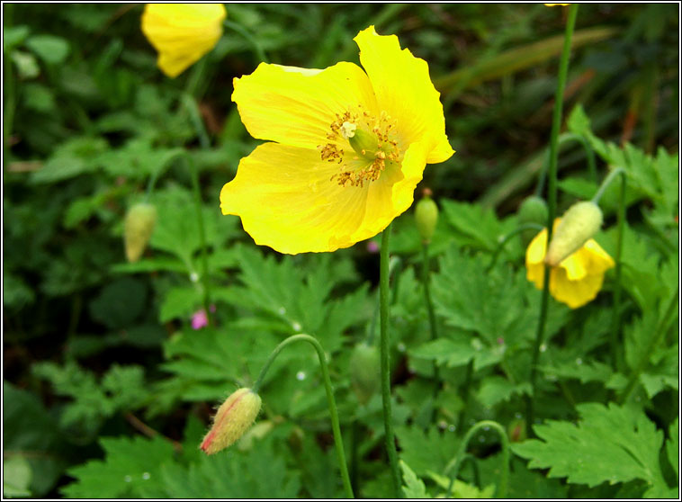 Welsh Poppy, Papaver cambricum, Poipn breatnach