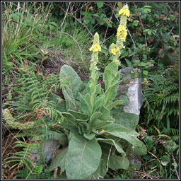 Great Mullein, Verbascum thapsus, Coinnle Muire