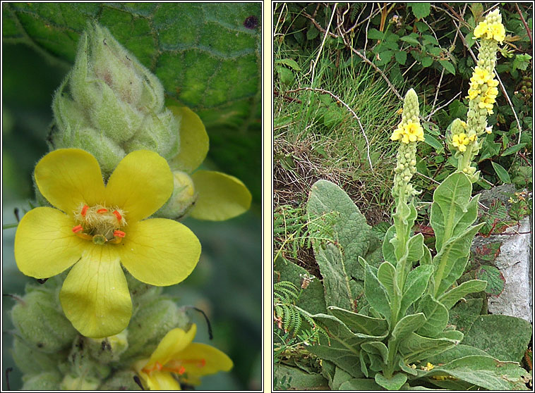 Great Mullein, Verbascum thapsus, Coinnle Muire