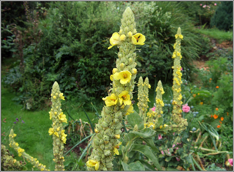 Great Mullein, Verbascum thapsus, Coinnle Muire