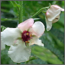 Moth Mullein, Verbascum blattaria