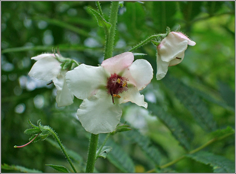 Moth Mullein, Verbascum blattaria