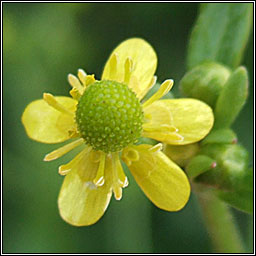 Celery-leaved Buttercup, Ranunculus sceleratus, Toicheas fiin