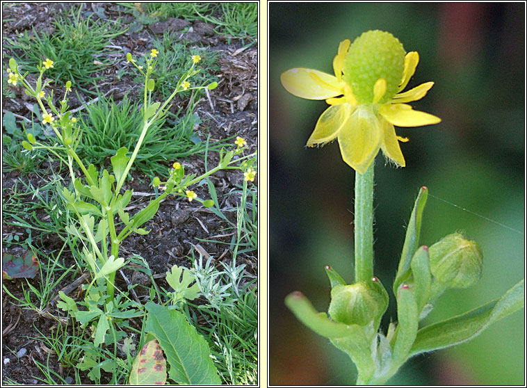 Celery-leaved Buttercup, Ranunculus sceleratus, Toicheas fiin