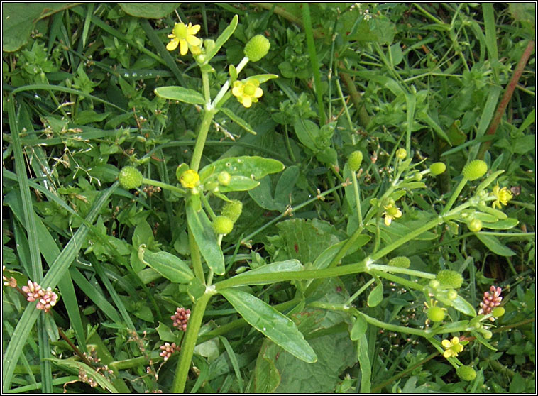 Celery-leaved Buttercup, Ranunculus sceleratus, Toicheas fiin