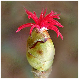 Hazel, Corylus avellana, Coll