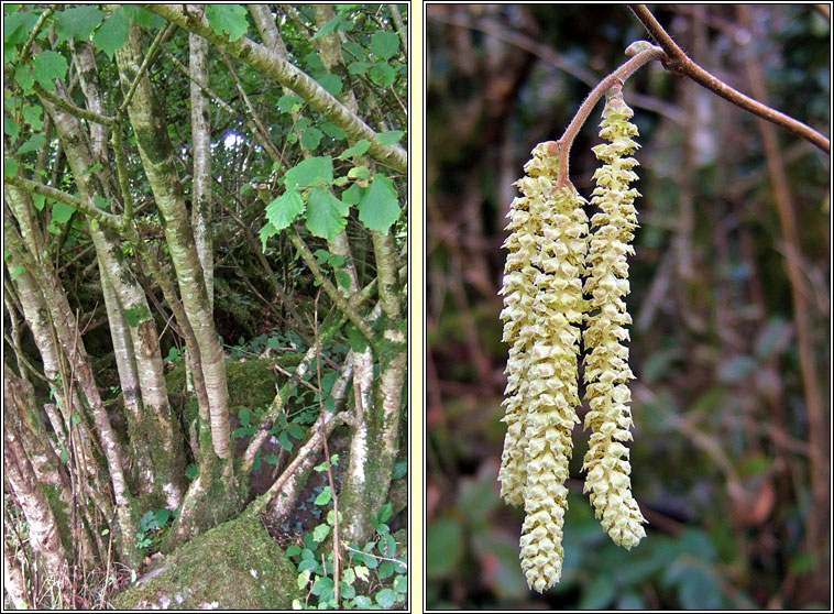 Hazel, Corylus avellana, Coll