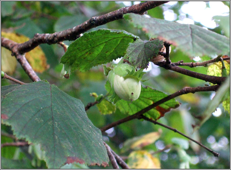 Hazel, Corylus avellana, Coll