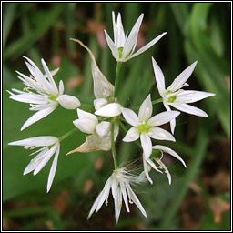 Ramsons, Allium ursinum, Creamh