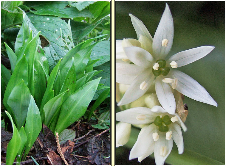 Ramsons, Allium ursinum, Creamh