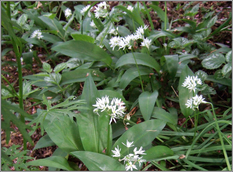 Ramsons, Allium ursinum, Creamh