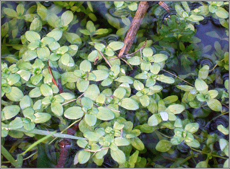 Common Water-starwort, Callitriche stagnalis, Riltn uisce