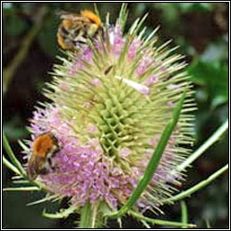 Teasel, Dipsacus fullonum, Leadn caire