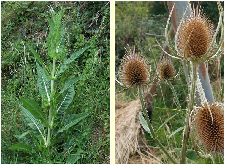 Teasel, Dipsacus fullonum, Leadn caire