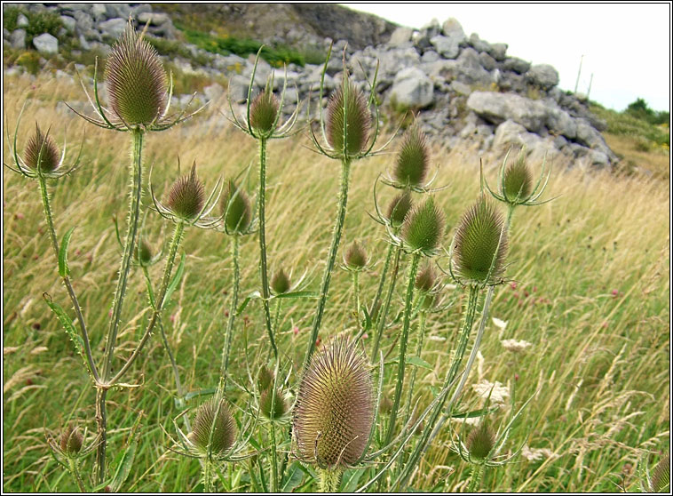 Teasel, Dipsacus fullonum, Leadn caire