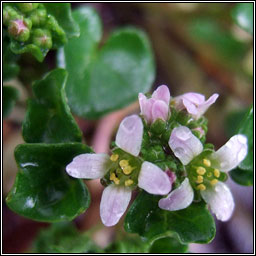 Danish Scurvygrass, Cochlearia danica, Carrn creige