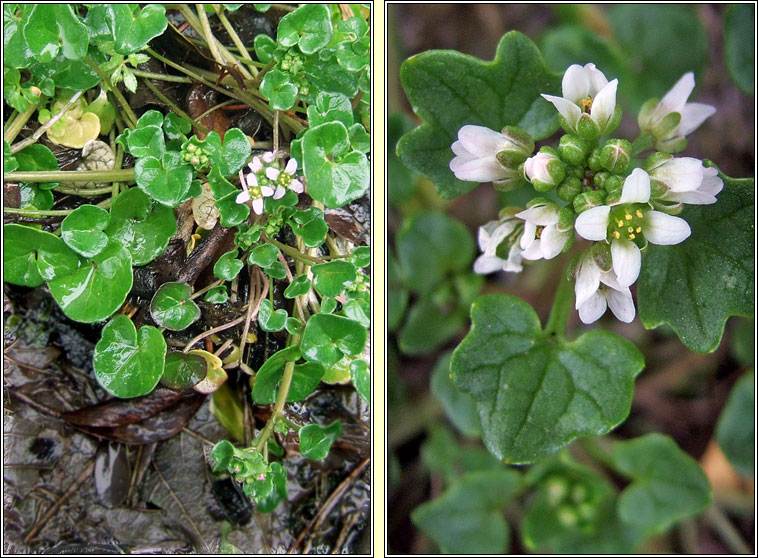 Danish Scurvygrass, Cochlearia danica, Carrn creige