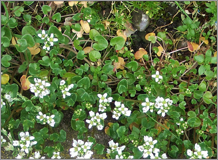 Danish Scurvygrass, Cochlearia danica, Carrn creige