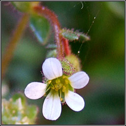 Rue-leaved Saxifrage, Saxifraga tridactylites, Mran balla