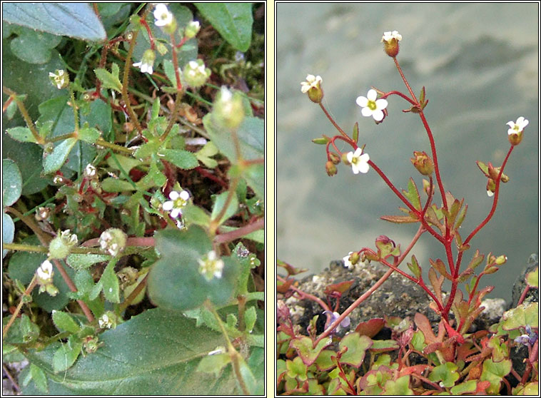 Rue-leaved Saxifrage, Saxifraga tridactylites, Mran balla