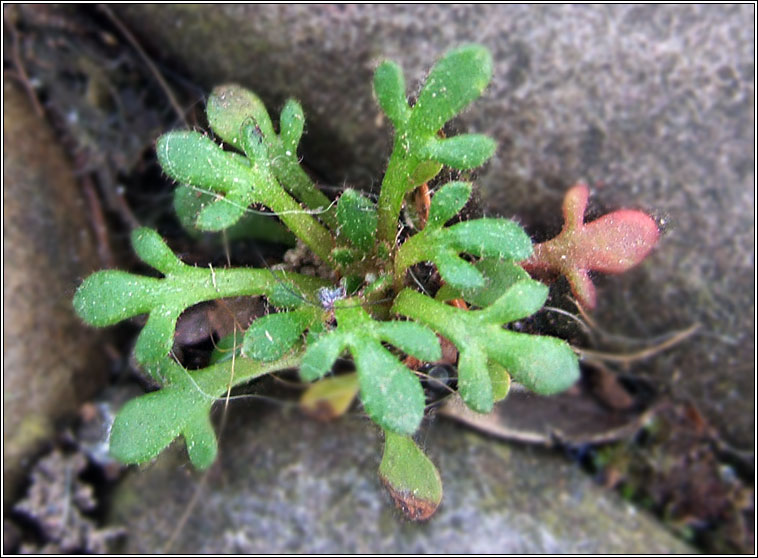 Rue-leaved Saxifrage, Saxifraga tridactylites, Mran balla