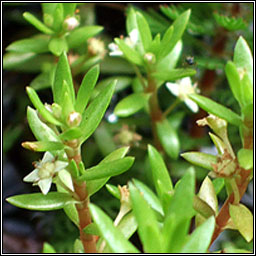 New Zealand Pigmyweed, Crassula helmsii, Crasal Nua-Shalannach