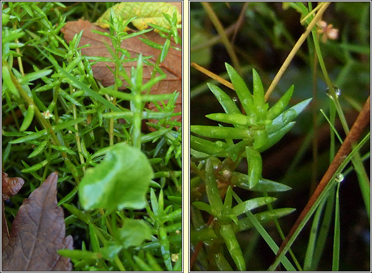 New Zealand Pigmyweed, Crassula helmsii, Crasal Nua-Shalannach