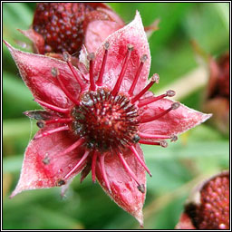 Marsh Cinquefoil, Comarum palustre, Cn lana