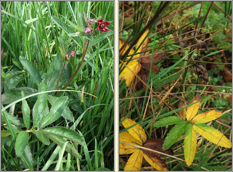 Marsh Cinquefoil, Comarum palustre, Cn lana