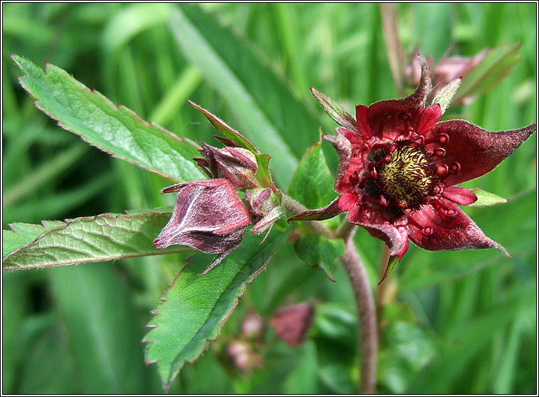 Marsh Cinquefoil, Potentilla palustris, Cn lana