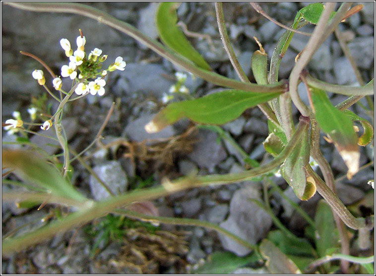 Thale Cress, Arabidopsis thaliana, Tails