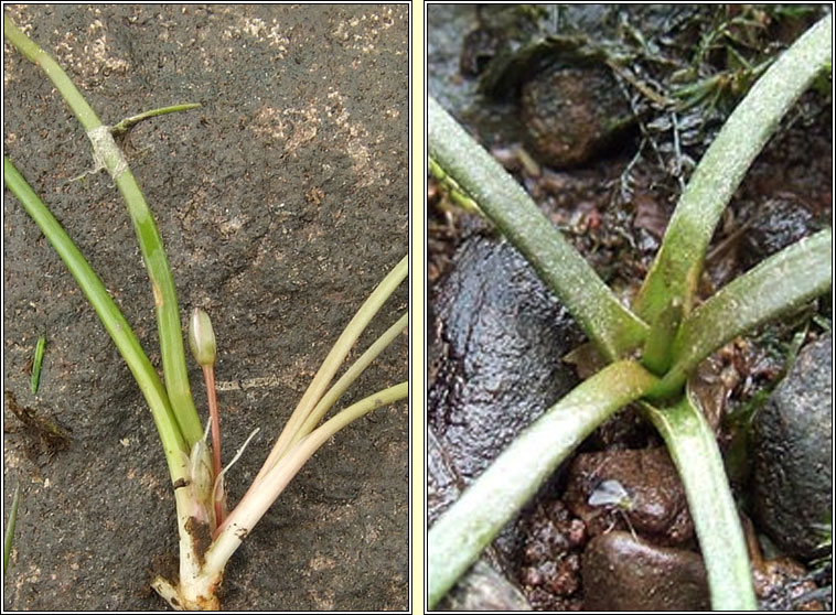 Shoreweed, Littorella uniflora, Lus an chladaigh