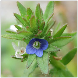 Wall Speedwell, Veronica arvensis, Lus cre balla