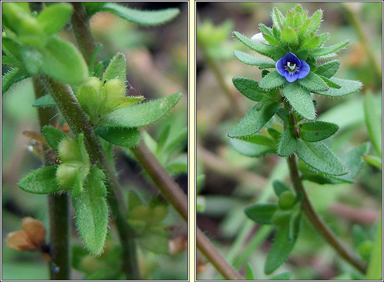 Wall Speedwell, Veronica arvensis, Lus cre balla