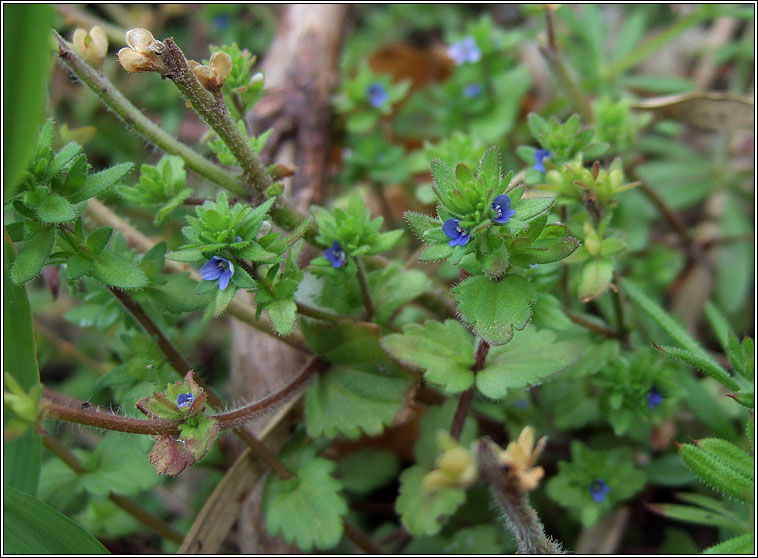 Wall Speedwell, Veronica arvensis, Lus cre balla