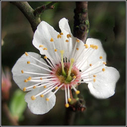 Cherry Plum, Prunus cerasifera, Phraiseach bhuí