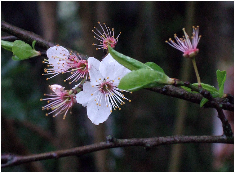 Cherry Plum, Prunus cerasifera, Phraiseach bhu