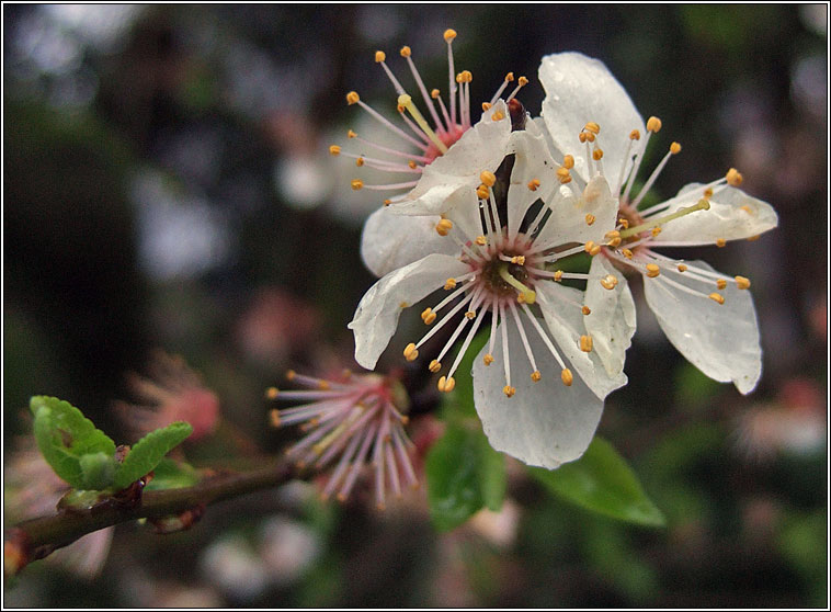 Cherry Plum, Prunus cerasifera, Phraiseach bhuí