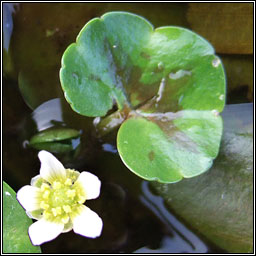 Ivy-leaved Crowfoot, Ranunculus hederaceus, Nal uisce eidhneach