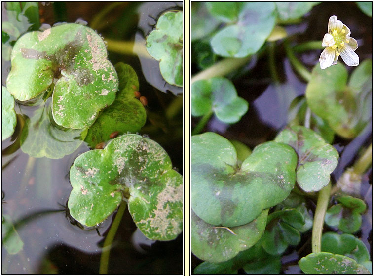 Ivy-leaved Crowfoot, Ranunculus hederaceus, Nal uisce eidhneach