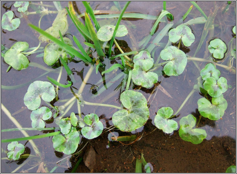 Ivy-leaved Crowfoot, Ranunculus hederaceus, Nal uisce eidhneach