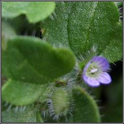 Ivy-leaved Speedwell, Veronica hederifolia, Lus cré eidhneach