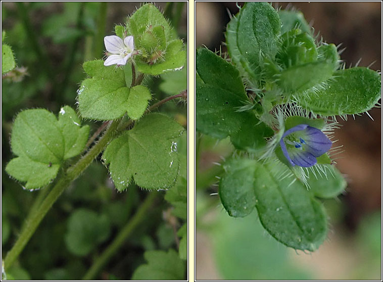 Ivy-leaved Speedwell, Veronica hederifolia, Lus cr eidhneach