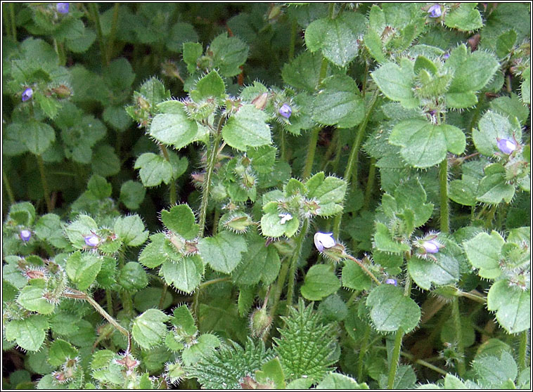 Ivy-leaved Speedwell, Veronica hederifolia, Lus cr eidhneach